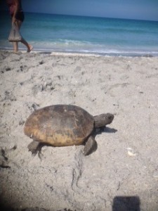 beach turtle