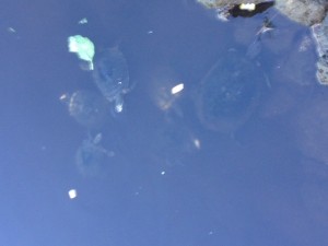 dock feeding turtles
