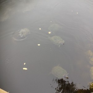 turtles return