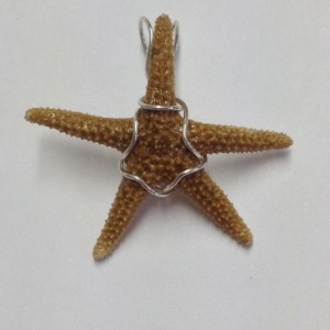 1607-12  small starfish