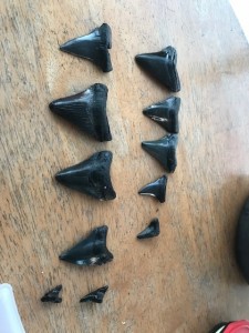fossil meg teeth
